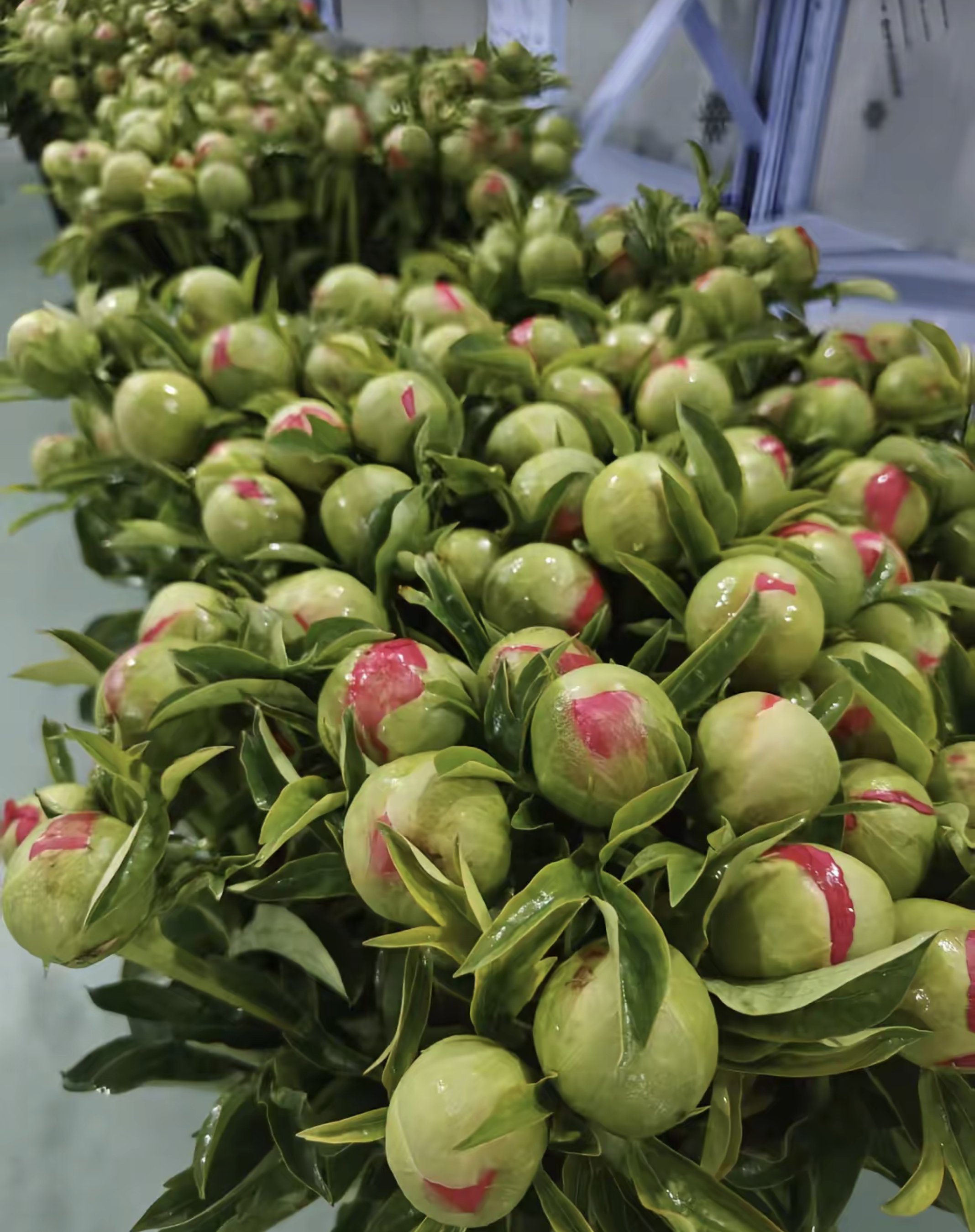 Hydration and Pre-cooling